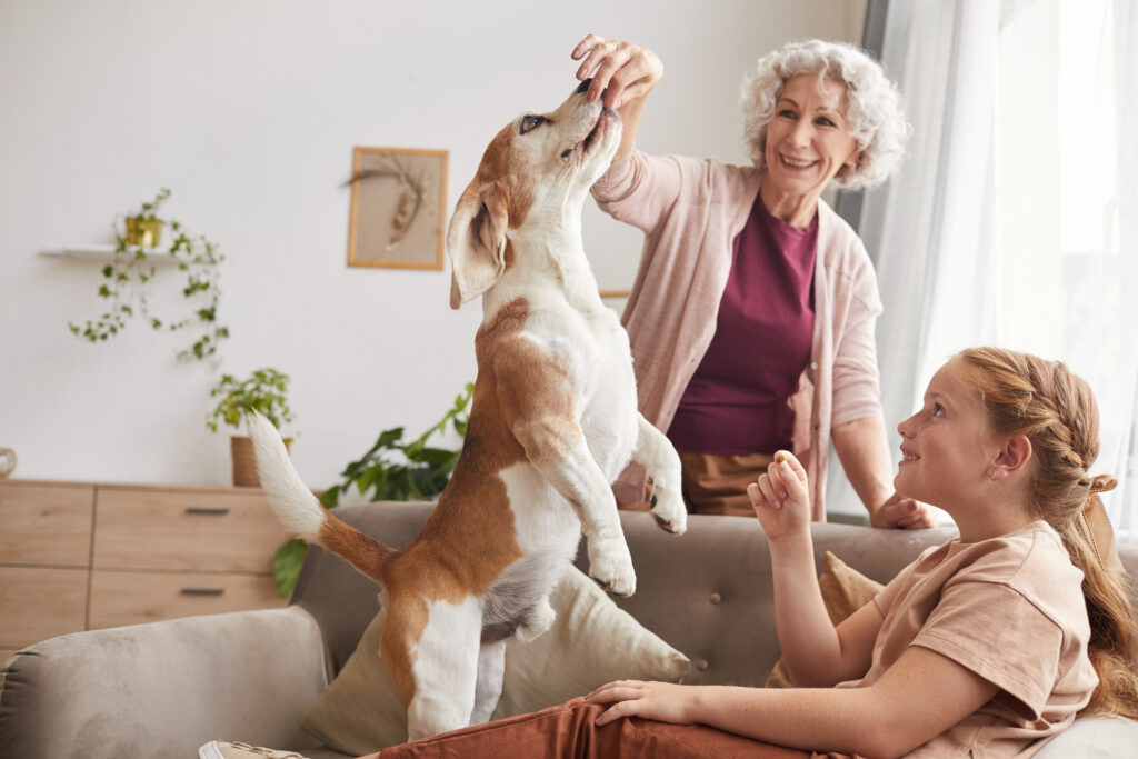 Warm toned portrait of happy family playing with active beagle dog jumping for treats in home interior